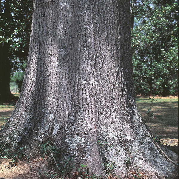Willow Oak
