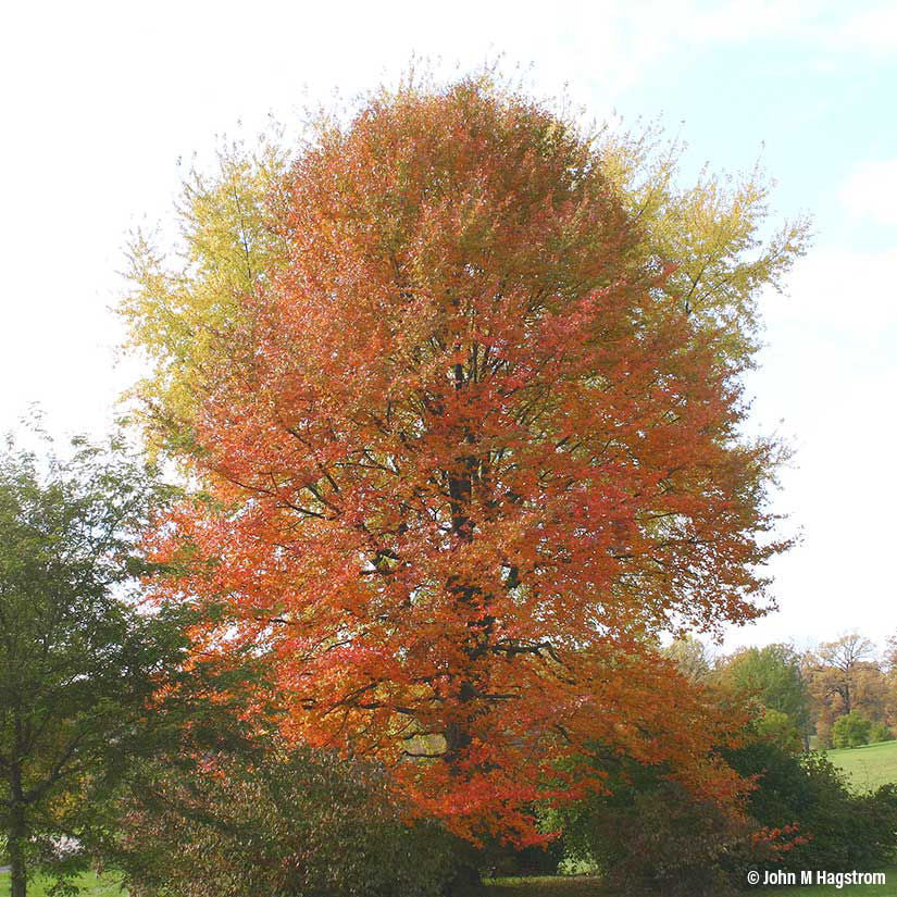 Black Gum (Black Tupelo)