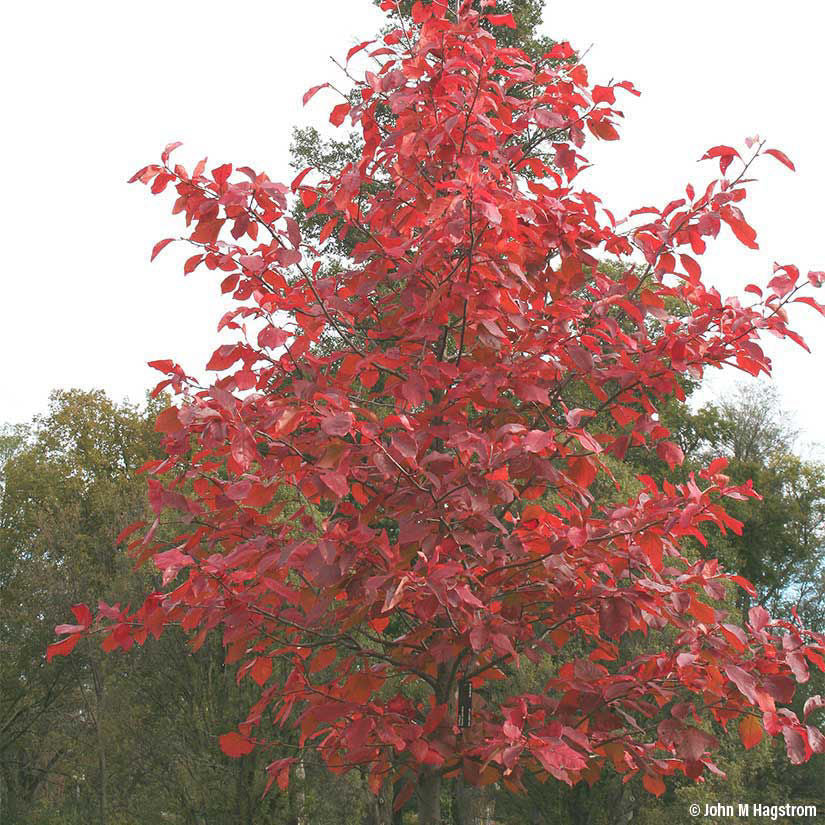 Black Gum (Black Tupelo)