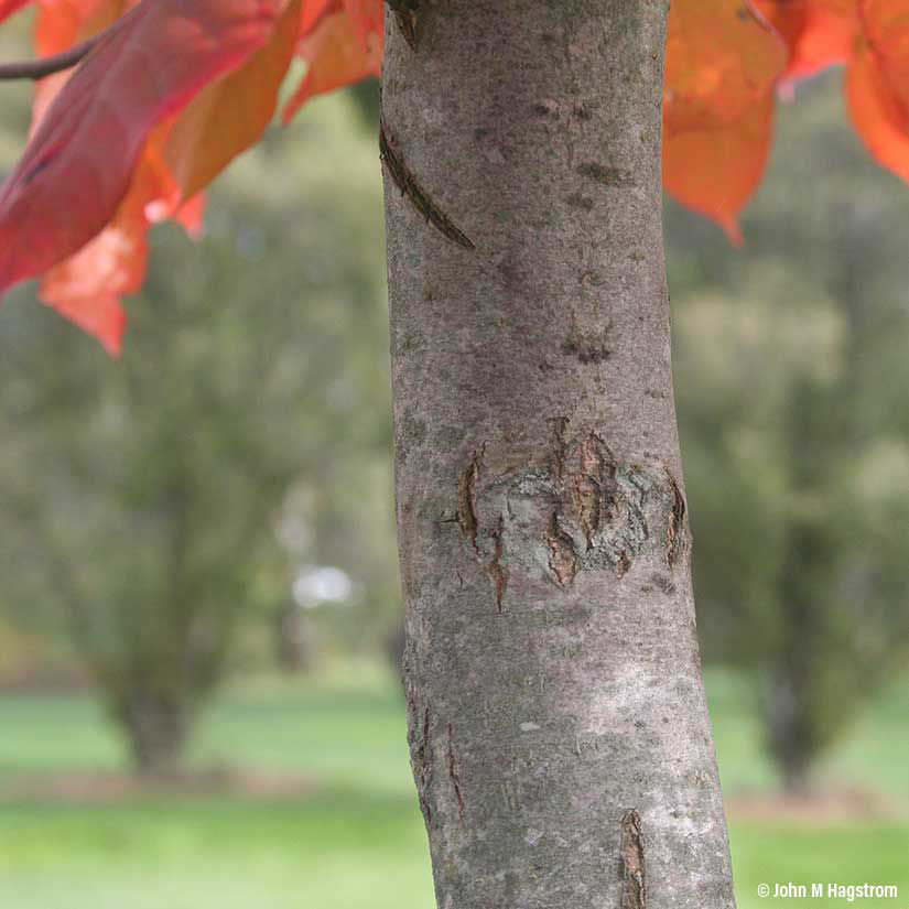 Black Gum (Black Tupelo)