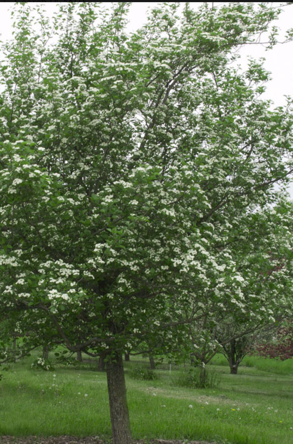 Mayhaw